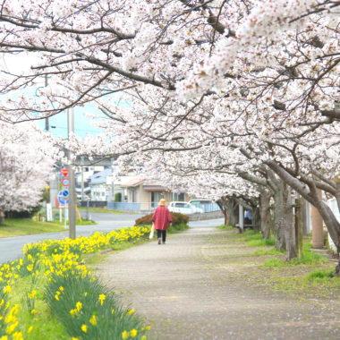 町内の桜が見頃です